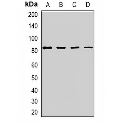 Sec10 Rabbit Polyclonal Antibody