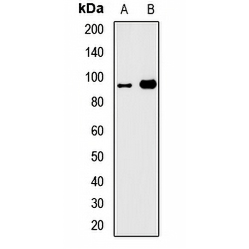 GTF3C4 Rabbit Polyclonal Antibody