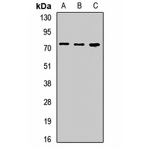 LISCH Rabbit Polyclonal Antibody
