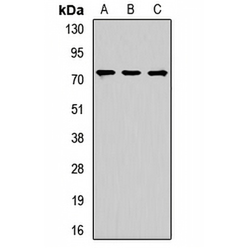 NUMB Rabbit Polyclonal Antibody