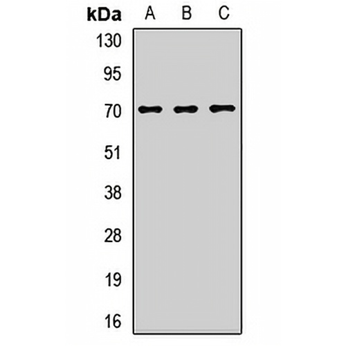 LINGO1 Rabbit Polyclonal Antibody