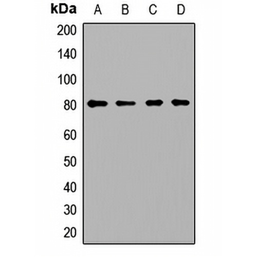PCCA Rabbit Polyclonal Antibody
