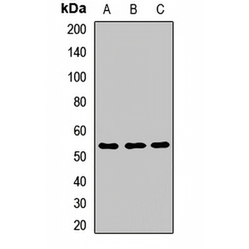 IMPDH1 Rabbit Polyclonal Antibody