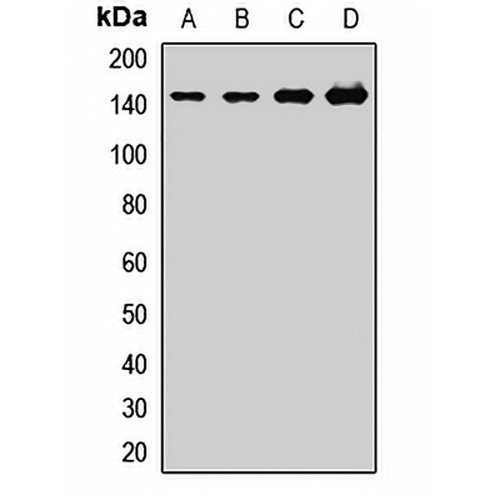 WDR33 Rabbit Polyclonal Antibody