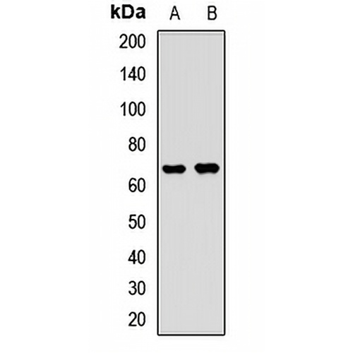 Ubiquilin 2 Rabbit Polyclonal Antibody