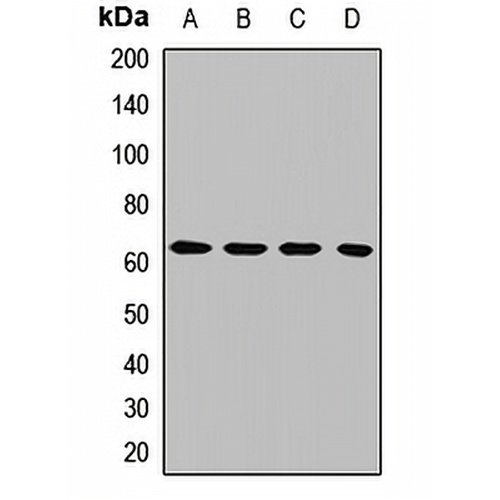 USP39 Rabbit Polyclonal Antibody