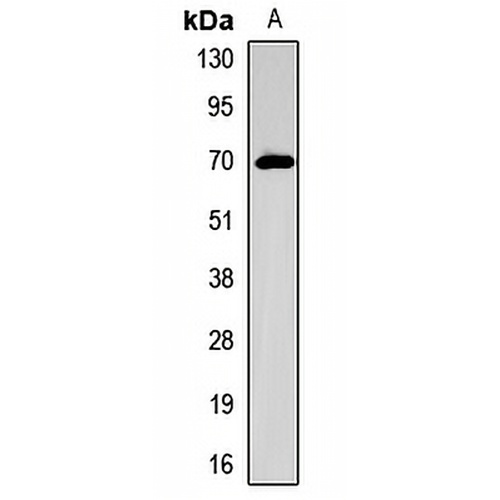NIS Rabbit Polyclonal Antibody