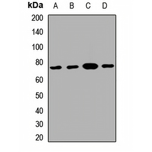 GATAD2B Rabbit Polyclonal Antibody