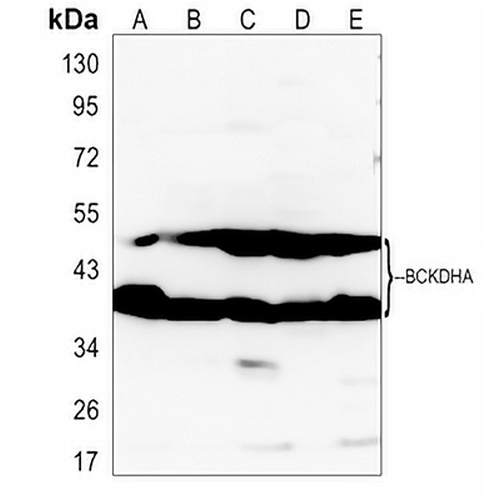 BCKDHA Rabbit Polyclonal Antibody