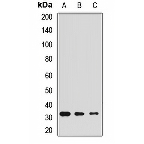 Calretinin Rabbit Polyclonal Antibody