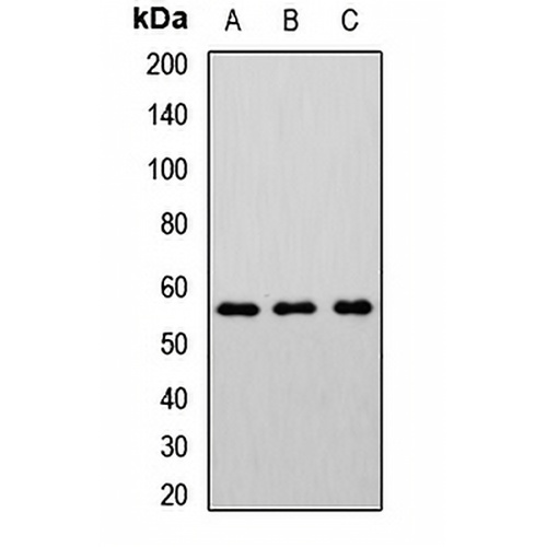 CHRNB2 Rabbit Polyclonal Antibody
