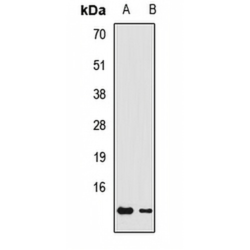 GNG3 Rabbit Polyclonal Antibody