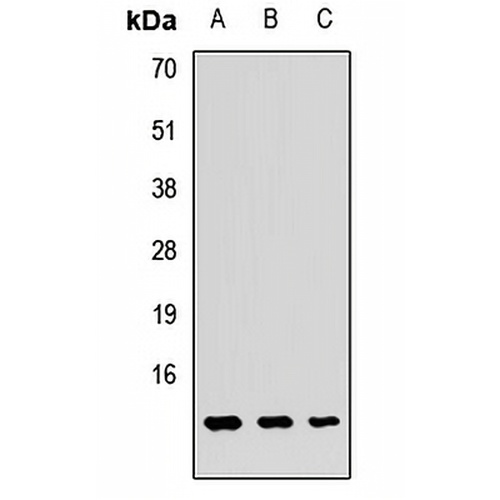 GUCA2A Rabbit Polyclonal Antibody