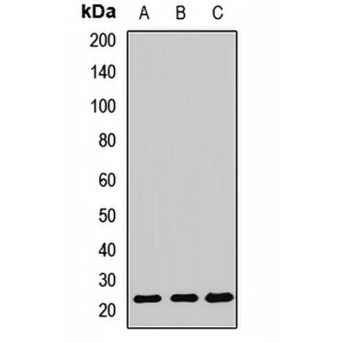 Cyclophilin C Rabbit Polyclonal Antibody