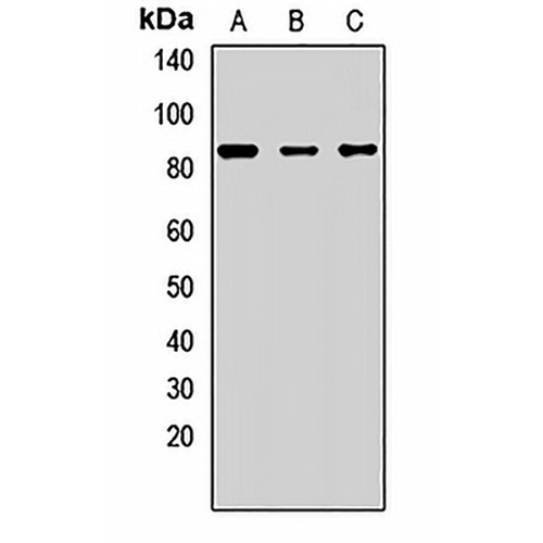 RNase L Rabbit Polyclonal Antibody