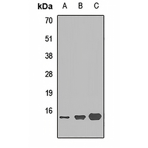 MRP14 Rabbit Polyclonal Antibody
