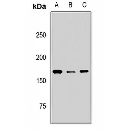BAZ1B Rabbit Polyclonal Antibody