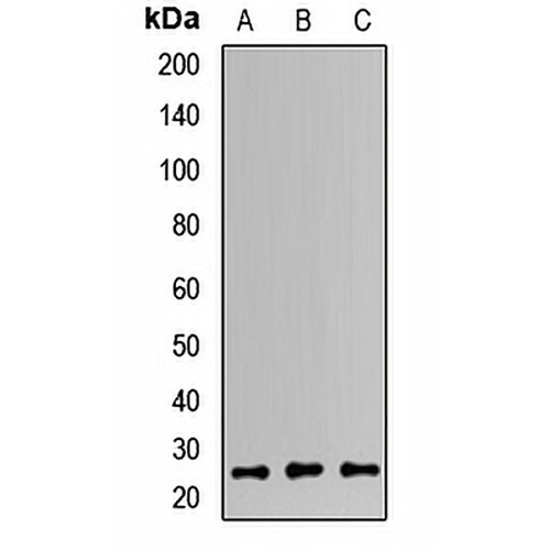 MAD2L2 Rabbit Polyclonal Antibody