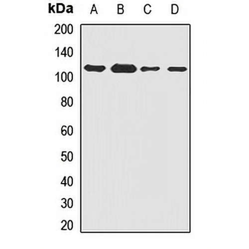 SAK Rabbit Polyclonal Antibody