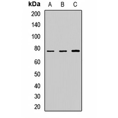 Calpain 10 Rabbit Polyclonal Antibody