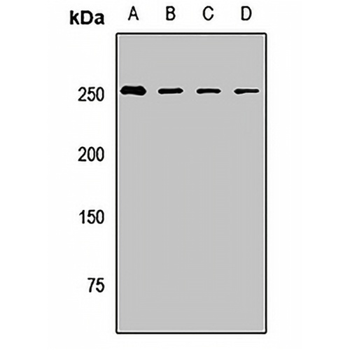 BAZ1A Rabbit Polyclonal Antibody