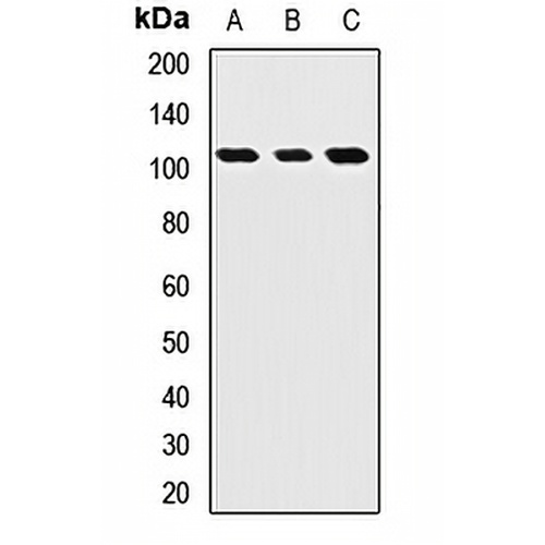 ROBO4 Rabbit Polyclonal Antibody