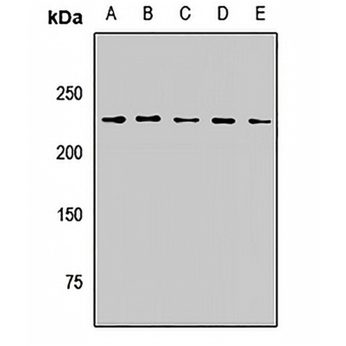 PB1 Rabbit Polyclonal Antibody