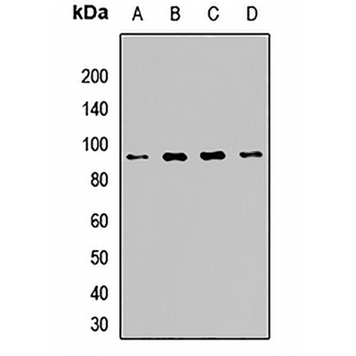 POMGNT1 Rabbit Polyclonal Antibody