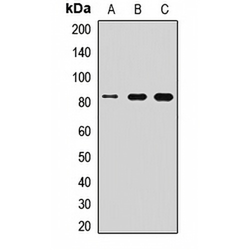 MFN1 Rabbit Polyclonal Antibody