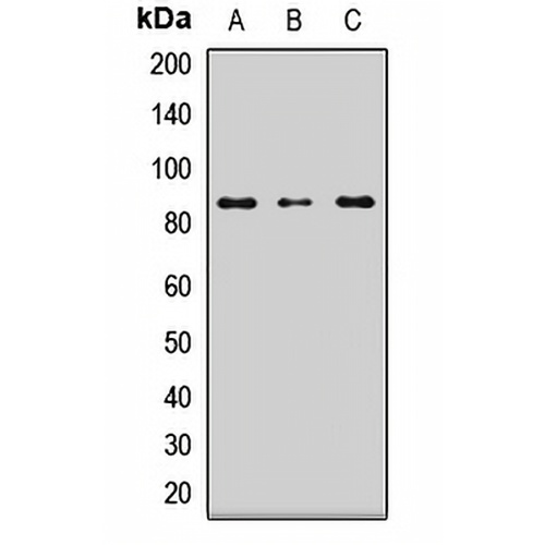 LRSAM1 Rabbit Polyclonal Antibody
