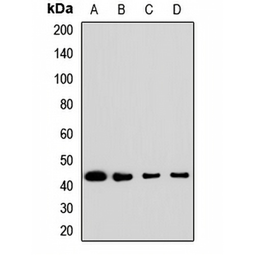 AMT Rabbit Polyclonal Antibody