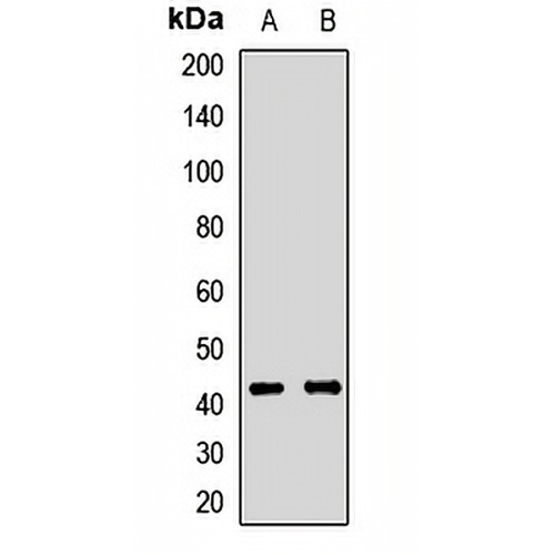 ATP1B2 Rabbit Polyclonal Antibody