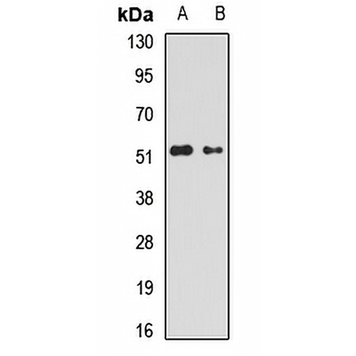 GABRA5 Rabbit Polyclonal Antibody