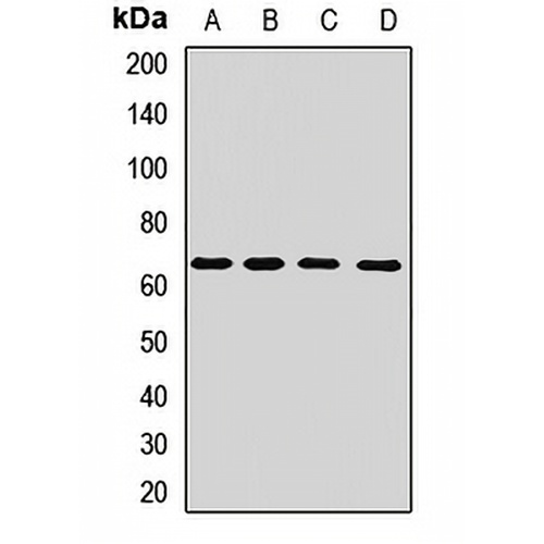 KIR3DS1 Rabbit Polyclonal Antibody