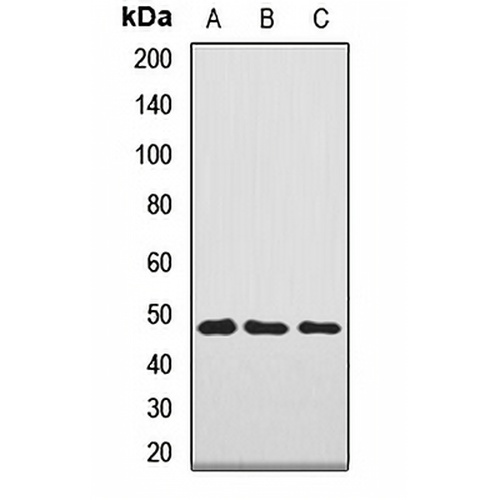 NAGA Rabbit Polyclonal Antibody