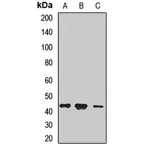 PI6 Rabbit Polyclonal Antibody