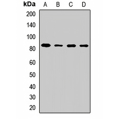 SUV3 Rabbit Polyclonal Antibody
