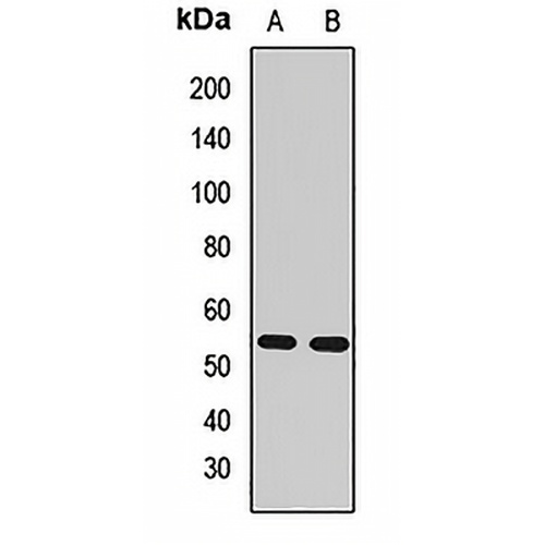 RGS14 Rabbit Polyclonal Antibody