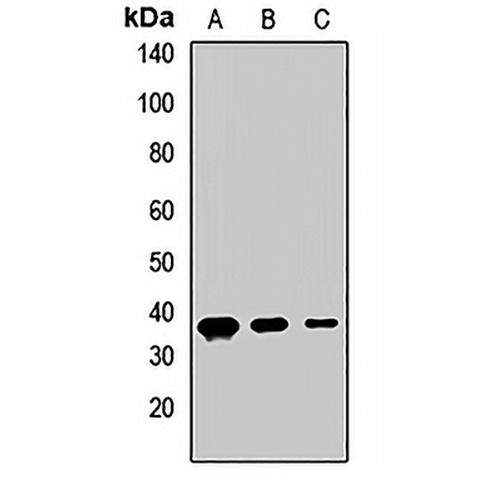 CD322 Rabbit Polyclonal Antibody