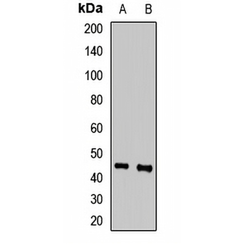 SAV1 Rabbit Polyclonal Antibody