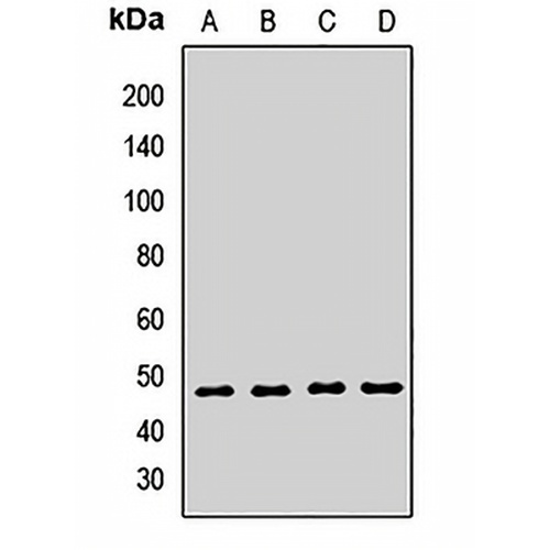 SETD7 Rabbit Polyclonal Antibody