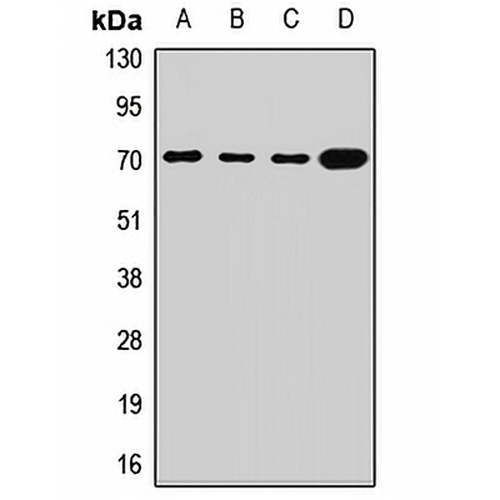 SLC2A13 Rabbit Polyclonal Antibody