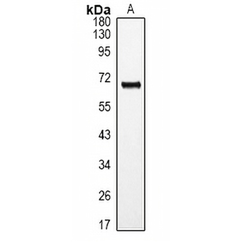 ROR alpha Rabbit Polyclonal Antibody
