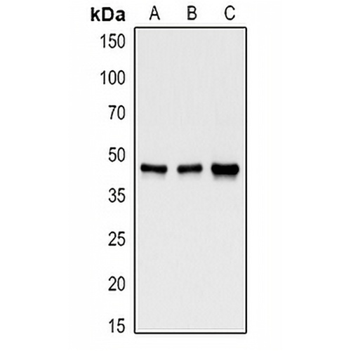 GSK3 beta Rabbit Polyclonal Antibody