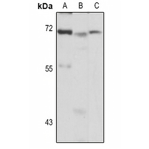 Ferroportin-1 Rabbit Polyclonal Antibody