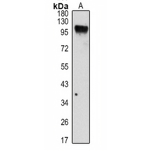 CD19 Rabbit Polyclonal Antibody