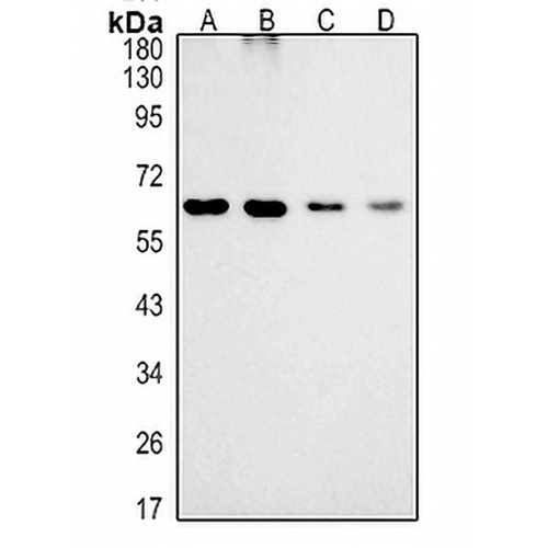 MTMR9 Rabbit Polyclonal Antibody