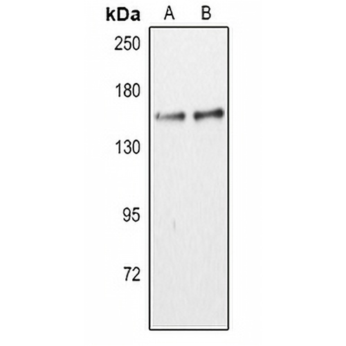 CD11c Rabbit Polyclonal Antibody