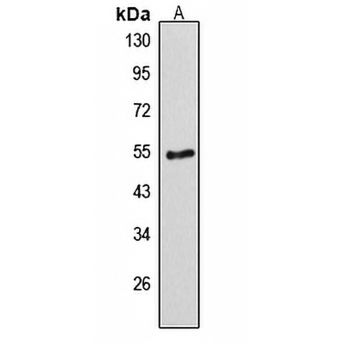 Desmin Rabbit Polyclonal Antibody