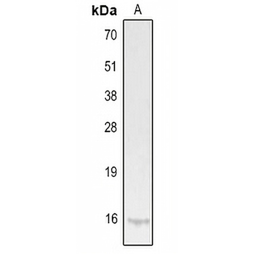 IL-9 Rabbit Polyclonal Antibody